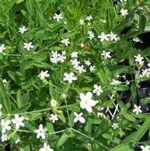 Euphorbia corollata Euphorbia corollata