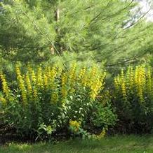 Lysimachia punctata Lysimachia punctata