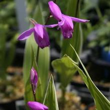 Bletilla striata 'Variegata' Bletilla striata 'Variegata'