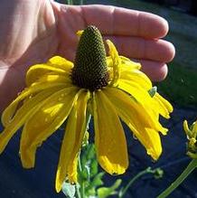 Rudbeckia maxima 'Golda Emanis' Rudbeckia maxima 'Golda Emanis'