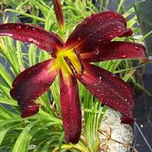 Hemerocallis 'Cardinal Summer' Hemerocallis 'Cardinal Summer'