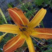 Hemerocallis 'Eli Murphy' Hemerocallis 'Eli Murphy'