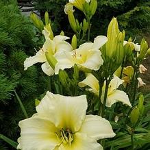 Hemerocallis 'Dove' Hemerocallis 'Dove'