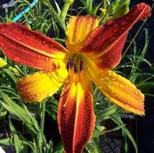 Hemerocallis 'Olallie Quinn' Hemerocallis 'Olallie Quinn'