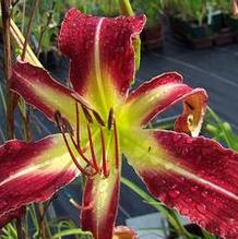 Hemerocallis 'Trip to the Top' Hemerocallis 'Trip to the Top'
