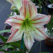 Hippeastrum x 'Sunshine Superstar' Hippeastrum x 'Sunshine Superstar'