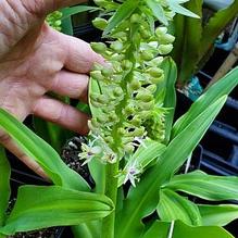 Eucomis comosa 'Peace Candles' Eucomis comosa 'Peace Candles'