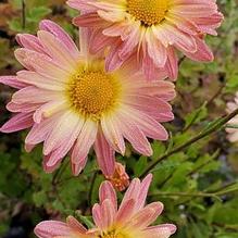 Chrysanthemum 'Andy's Pink Clouds' Chrysanthemum 'Andy's Pink Clouds'