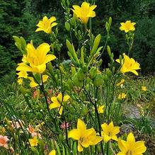 Hemerocallis 'Badminton Riot' Hemerocallis 'Badminton Riot'