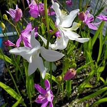 Calopogon tuberosus Calopogon tuberosus
