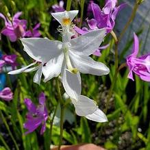 Calopogon tuberosus 'Alba' Calopogon tuberosus 'Alba'