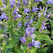 Lobelia siphilitica 'Mistassinica' Lobelia siphilitica 'Mistassinica'