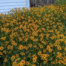 Rudbeckia fulgida var. deamii Rudbeckia fulgida var. deamii
