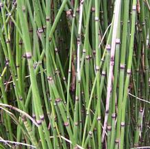 Equisetum hyemale Equisetum hyemale