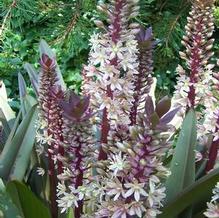 Eucomis x 'Oakhurst' Eucomis x 'Oakhurst'