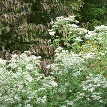 Eupatorium altissimum 'Variegatum' Eupatorium altissimum 'Variegatum'