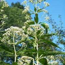 Eupatorium fistulosum 'Bartered Bride' Eupatorium fistulosum 'Bartered Bride'
