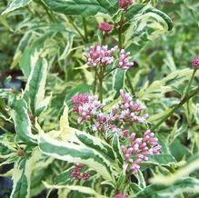 Eupatorium fortunei 'Pink Frost' Eupatorium fortunei 'Pink Frost'