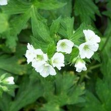 Geranium maculatum 'Hazel Gallagher'