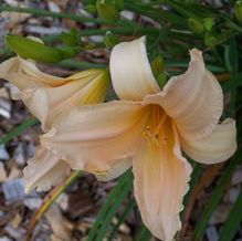 Hemerocallis 'Angles of White' Hemerocallis 'Angles of White'
