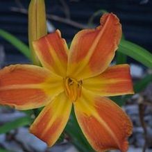 Hemerocallis 'Autumn Fires' Hemerocallis 'Autumn Fires'