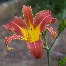 Hemerocallis 'Challenger' Hemerocallis 'Challenger'