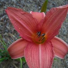 Hemerocallis 'Hurricane Eduard' Hemerocallis 'Hurricane Eduard'