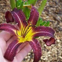Hemerocallis 'Iktomi' Hemerocallis 'Iktomi'