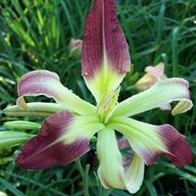 Hemerocallis 'Karen's Curls' Hemerocallis 'Karen's Curls'