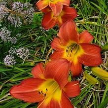 Hemerocallis 'Magenta Queen' Hemerocallis 'Magenta Queen'