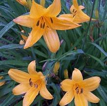 Hemerocallis 'Norton Early' Hemerocallis 'Norton Early'