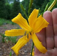 Hemerocallis 'Nutmeg Elf' Hemerocallis 'Nutmeg Elf'