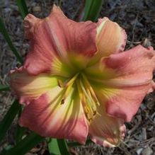 Hemerocallis 'Pink Rocks' Hemerocallis 'Pink Rocks'