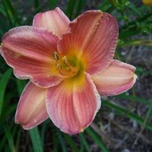 Hemerocallis 'September Star' Hemerocallis 'September Star'