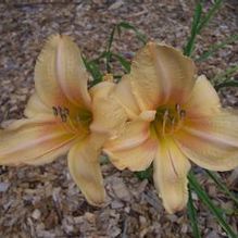 Hemerocallis 'Shocker' Hemerocallis 'Shocker'