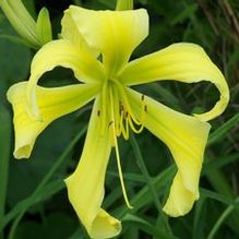 Hemerocallis 'Spider Miracle' Hemerocallis 'Spider Miracle'
