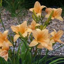 Hemerocallis 'The Last Melon' Hemerocallis 'The Last Melon'
