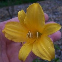 Hemerocallis multiflorus Hemerocallis multiflorus