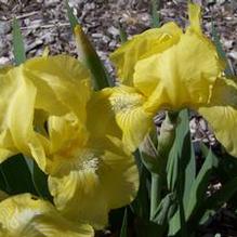 Iris germanica 'Baby Blessed' Iris germanica 'Baby Blessed'