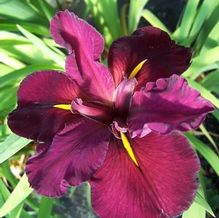 Iris x louisiana 'Red Velvet Elvis' Iris x louisiana 'Red Velvet Elvis'