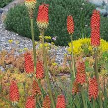 Knifophia sp. Knifophia sp.