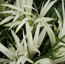 Liriope muscari 'Okina' Liriope muscari 'Okina'