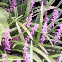 Liriope muscari 'Samantha' Liriope muscari 'Samantha'