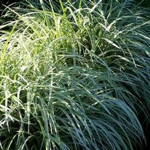 Liriope spicata 'Silver Dragon'