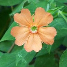 Lychnis cognata Lychnis cognata