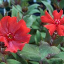 Lychnis arkwrightii 'Lengai Red' Lychnis arkwrightii 'Lengai Red'