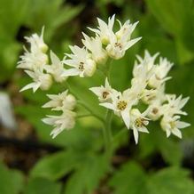 Mukdenia rossii 'Starstream'