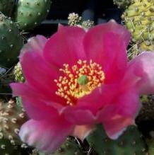 Opuntia debreczeyi 'Alberta Sunset' Opuntia debreczeyi 'Alberta Sunset'