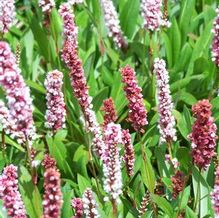 Persicaria affinis 'Darjeeling Red' Persicaria affinis 'Darjeeling Red'