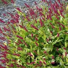 Persicaria amplexicaulis 'Golden Arrow'